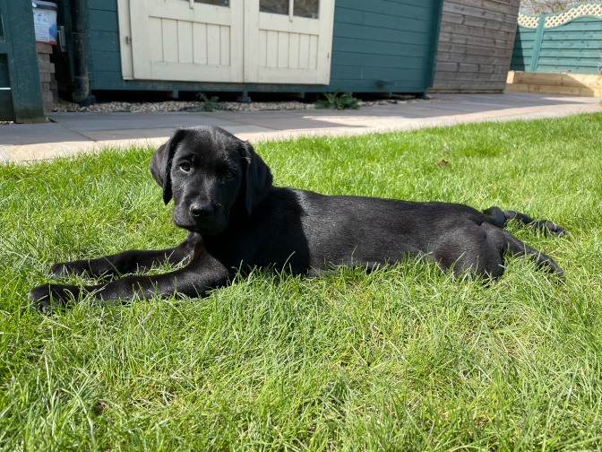 Milo, in the garden