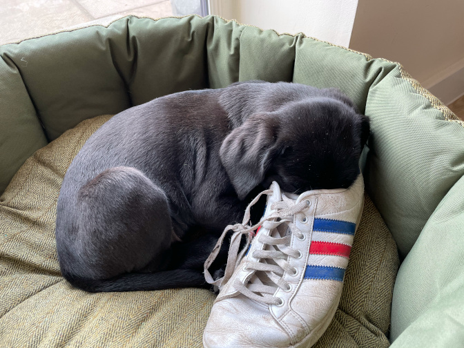 Milo and shoe