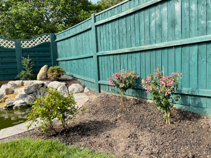 Azaleas and fuschias