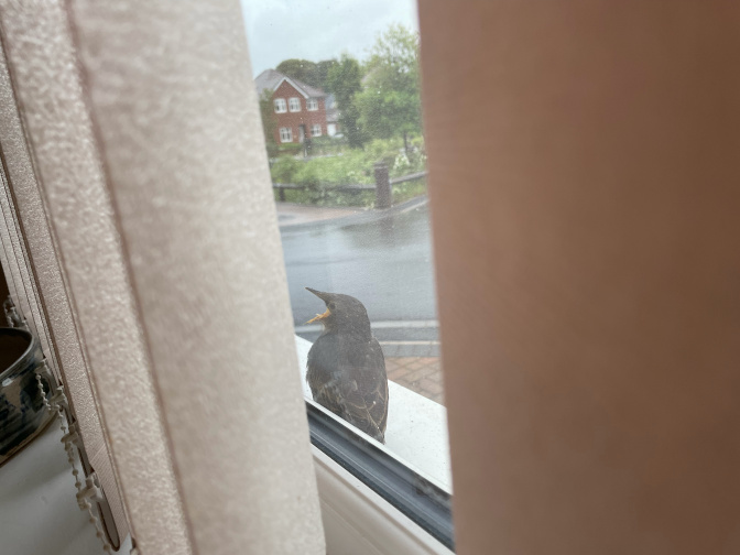 Fledgling starling