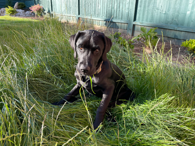 Milo, in the garden