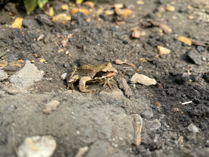 Toad, in the garden