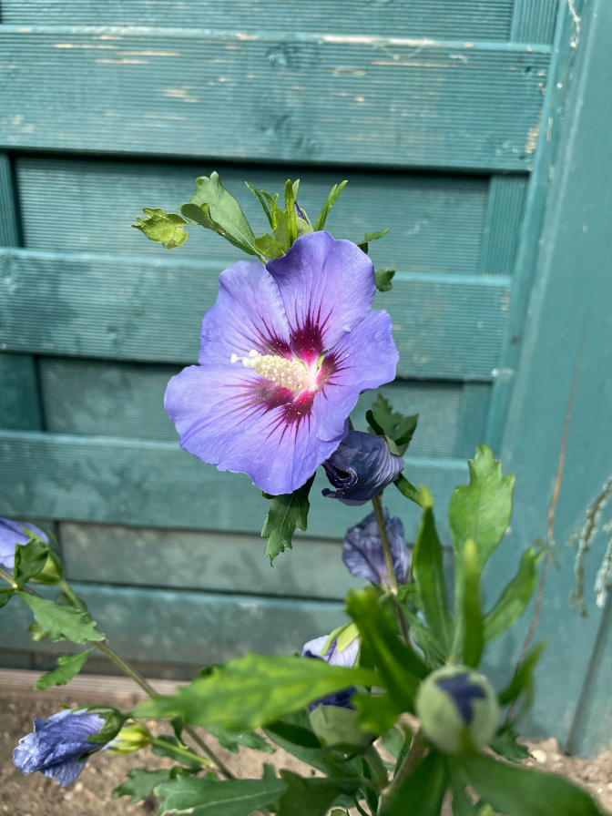 Hibiscus