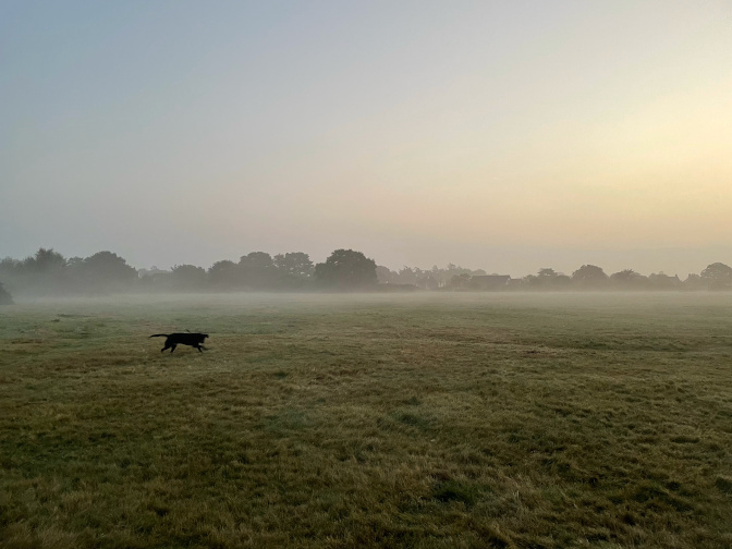 Milo, in the mist on Pennington Common