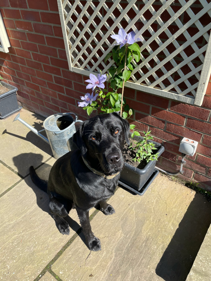 Milo, by the clematis