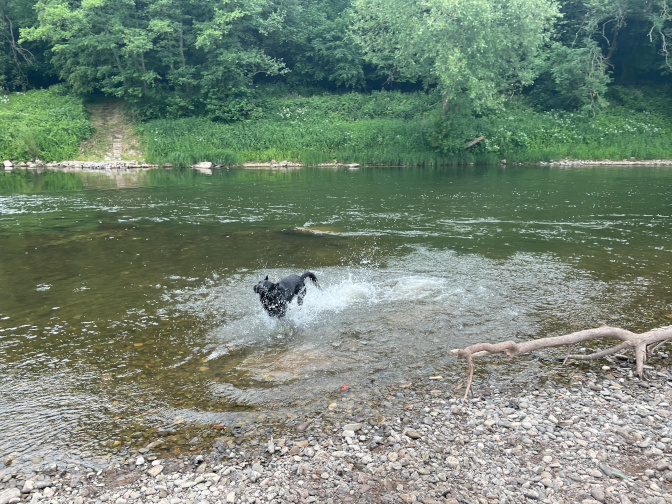 Milo, in the River Wye