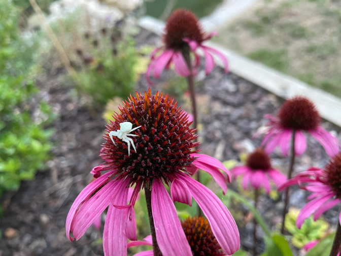 Flower crab spider on echinacea