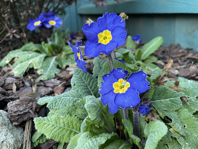 Primroses