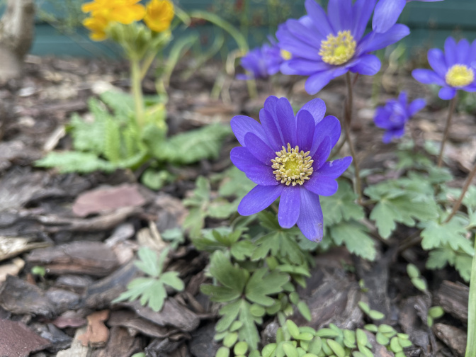 Balkan Anemone