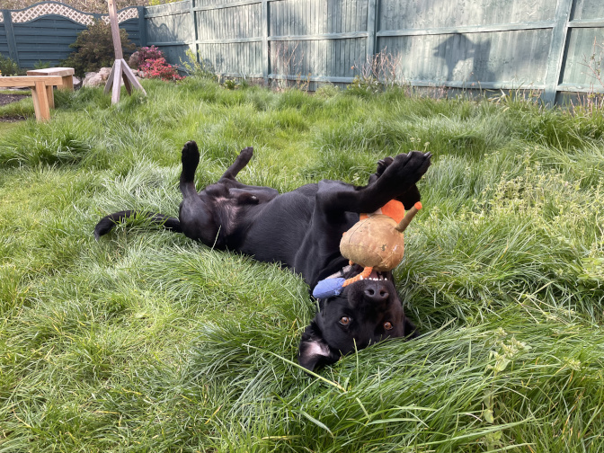 Milo with toy