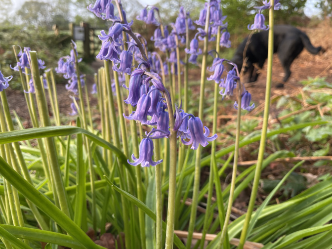 Bluebells