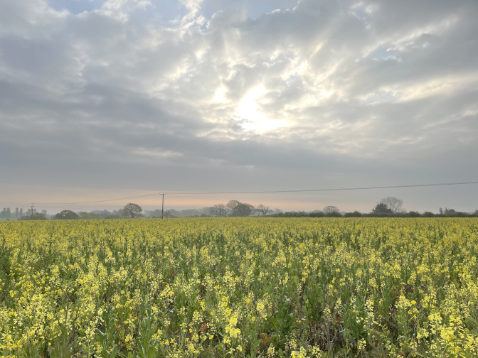 Oilseed rape