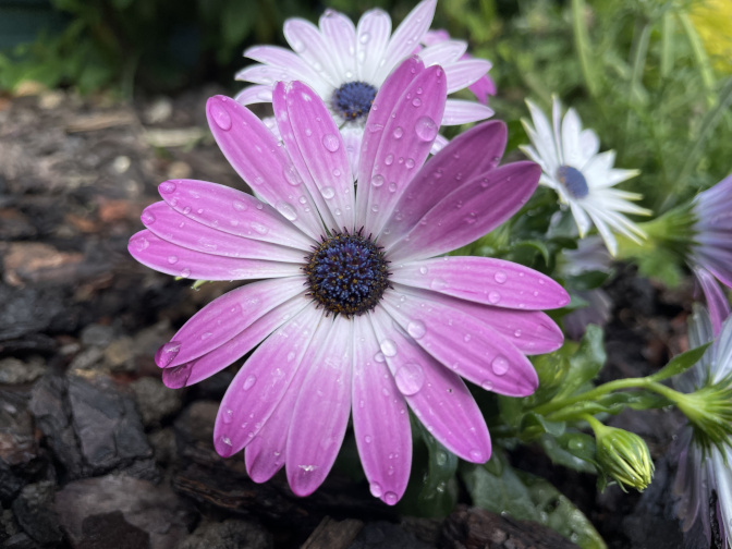 African daisies