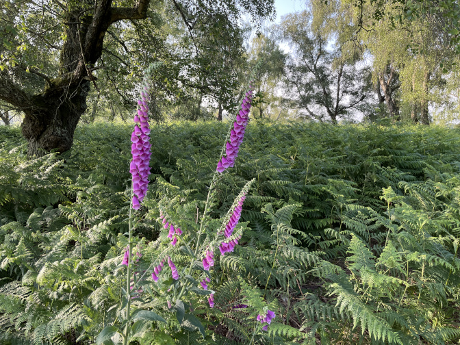 Foxgloves in Soarley Beeches