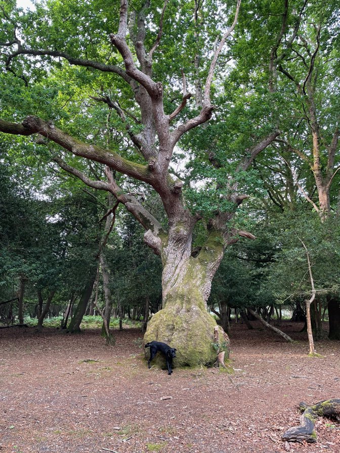 Ralph relieving himself against a very old tree