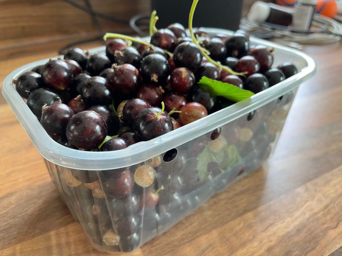 Blackcurrant harvest
