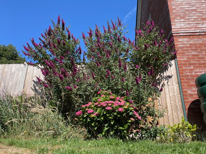 Buddleia and hydrangea