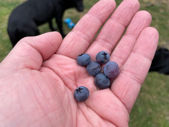 Abundant blueberry harvest