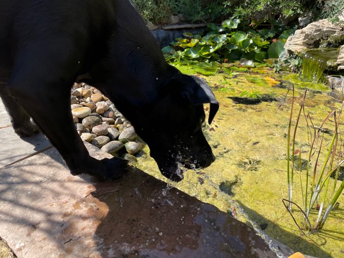Ralph has other ideas about re-filling the pond