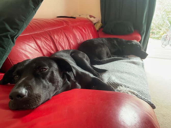 Caterpillars 1, broccoli 0