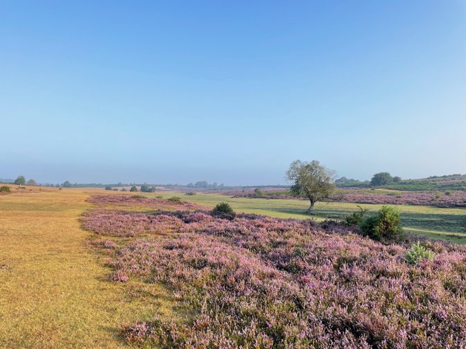 Heather in flower at Horseshoe Bottom