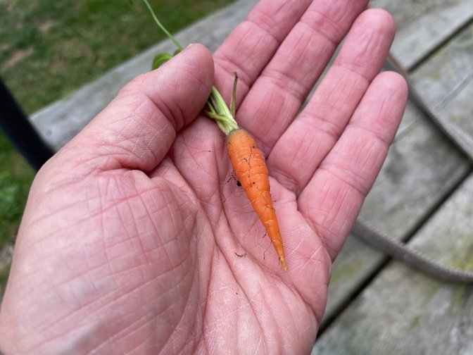 Abundant carrot harvest