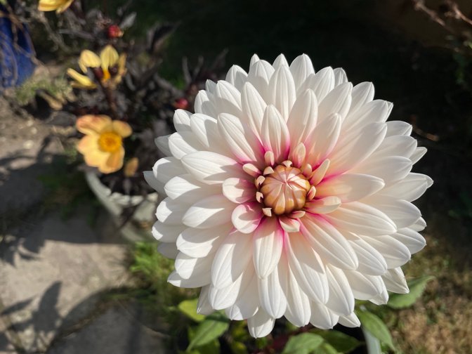 Dahlia