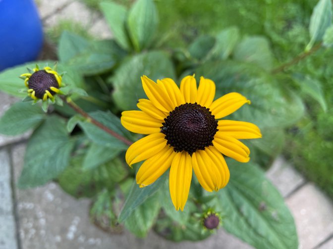 Rudbeckia