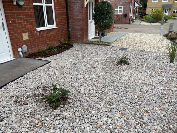 Magnolia saplings planted in new front garden