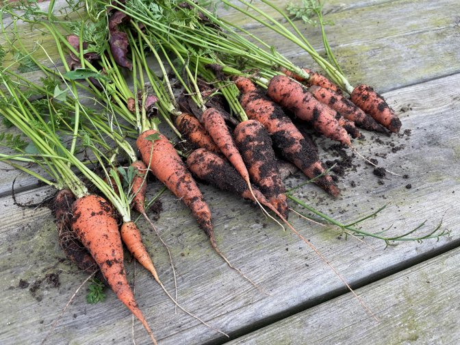 Carrot harvest